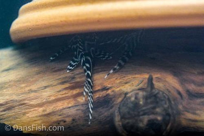 L400 Pleco