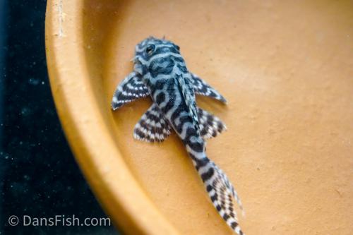 L400 Pleco