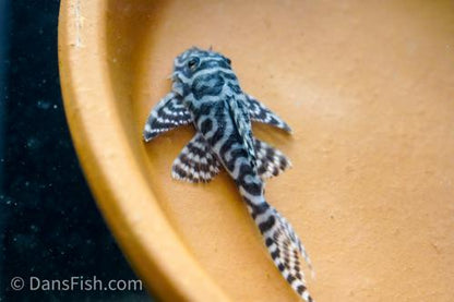 L400 Pleco