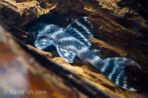 L450 Pleco