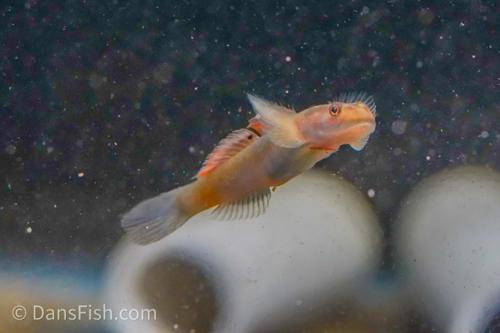 Lentipes mekonggaensis Goby