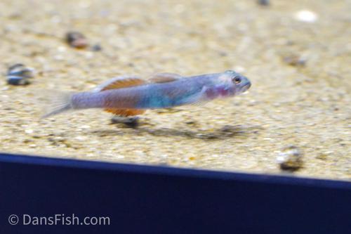 Lentipes venustus Goby
