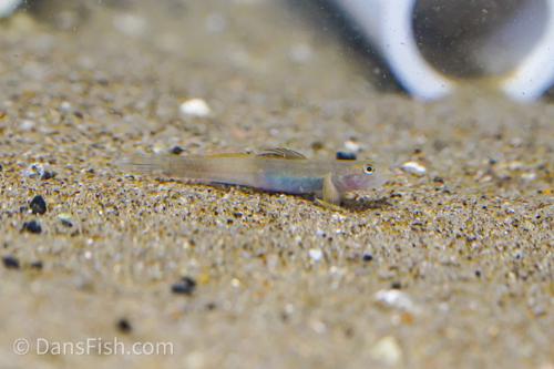 Lentipes whittenorum Goby