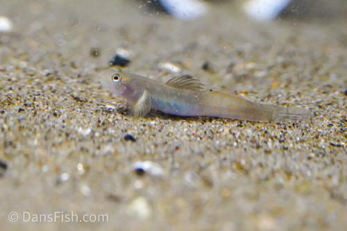 Lentipes whittenorum Goby