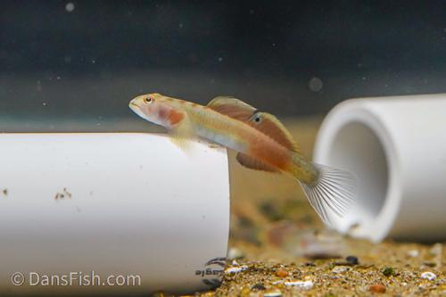 Lentipes multiradiatus Goby