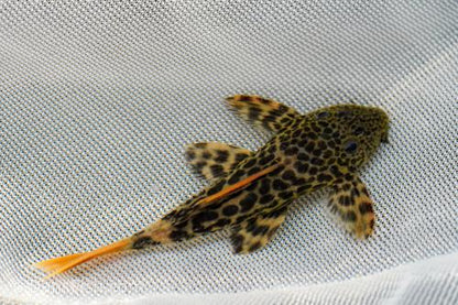 Leopard Cactus Pleco L600 / LDA73
