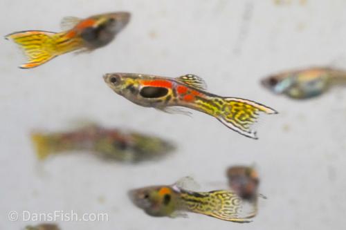 Leopard Endlers