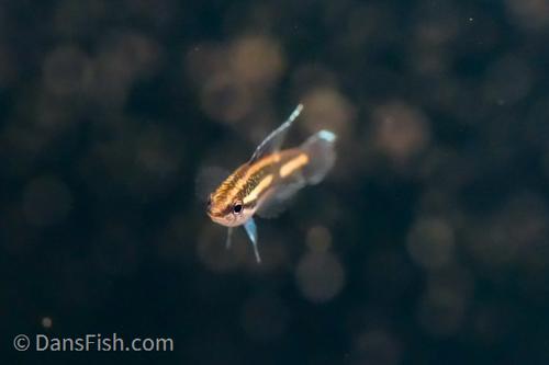 Licorice Gourami