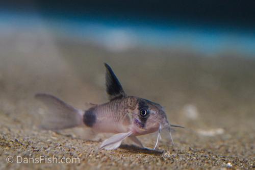 Long Fin Panda Cory Adults