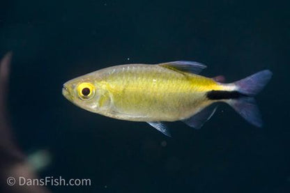 Long Finned African Tetra