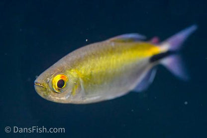 Long Finned African Tetra
