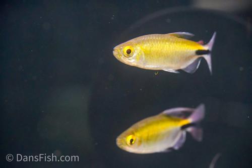Long Finned African Tetra