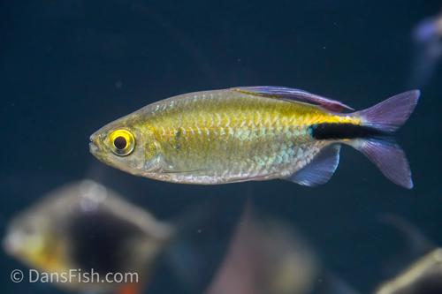 Long Finned African Tetra
