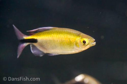 Long Finned African Tetra