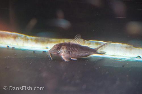 Long Nosed Skunk Cory