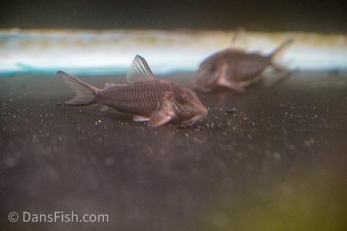 Long Nosed Skunk Cory