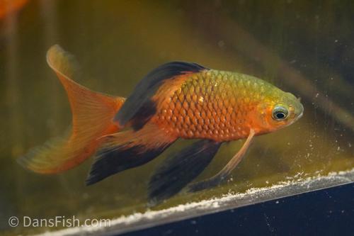 Long Fin Rosy Barb, Male