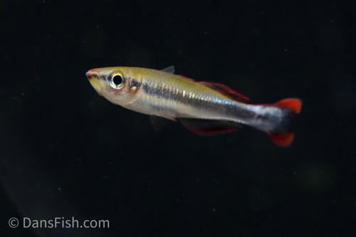 Madagascar Rainbow