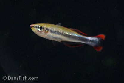 Madagascar Rainbow