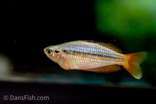 Melanotaenia australis "Kambolgie Creek" the REAL ones!!!