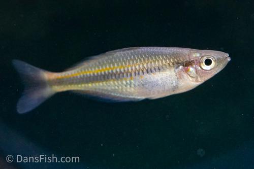 Melanotaenia dumasi "Omba"