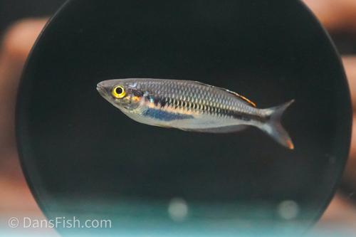 Melanotaenia fasinensis