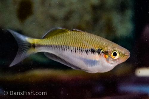 Melanotaenia fredericki "Keyen"