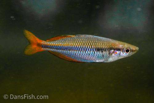 Melanotaenia goldiei "Mayon River at Timika"
