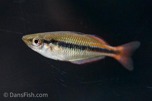 Yellow Rainbowfish