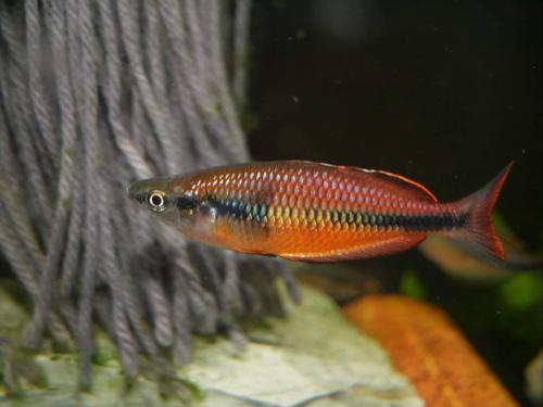 Melanotaenia klasioensis "Klasio Creek"