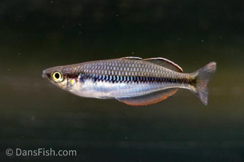Melanotaenia laticlavia
