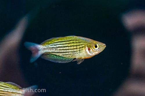 Melanotaenia maccullochi "Stark River"
