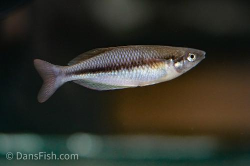 Melanotaenia maylandi