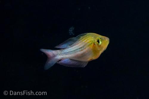 Melanotaenia ogilbyi
