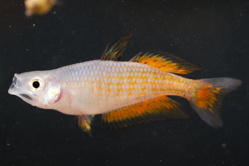 Melanotaenia parkinsoni