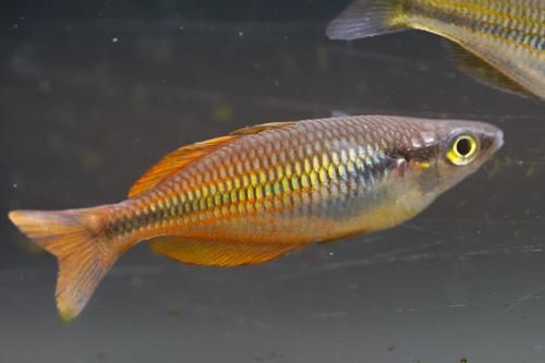 Melanotaenia parva
