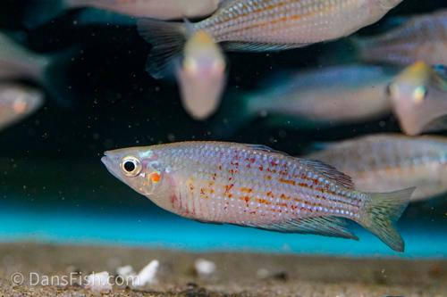 Melanotaenia rubrostriata "Rawa Biru"