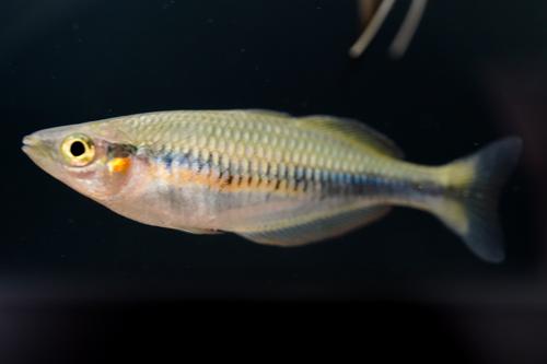 Melanotaenia sembrae