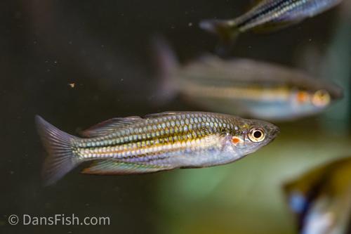 Melanotaenia sp. "Fletcher Creek"