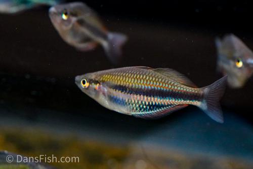 Melanotaenia sp. "Kaladiri"