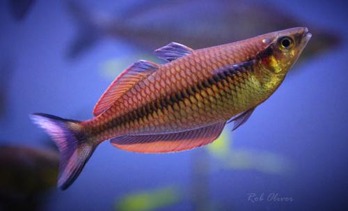 Melanotaenia sp. "Kali Jamas"