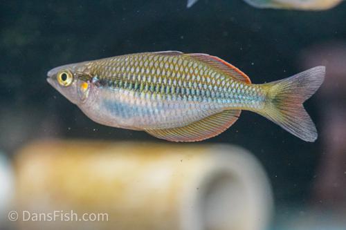 Melanotaenia sp. Kali Lumpur