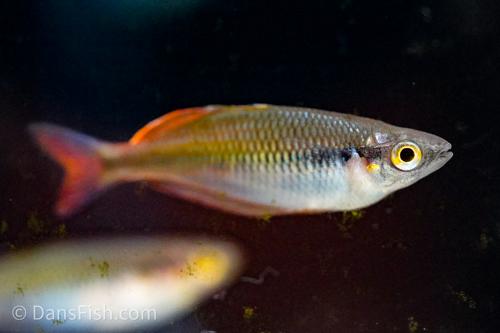 Melanotaenia sp. Kali Moysi