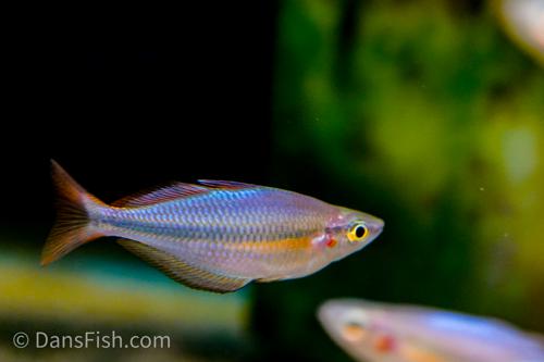 Melanotaenia sp. "Komeng River"