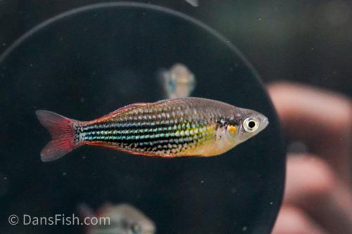 Melanotaenia sp. "Running River"