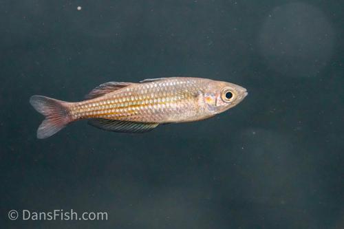 Melanotaenia sp. "Wallace Road" - Dwarf Species