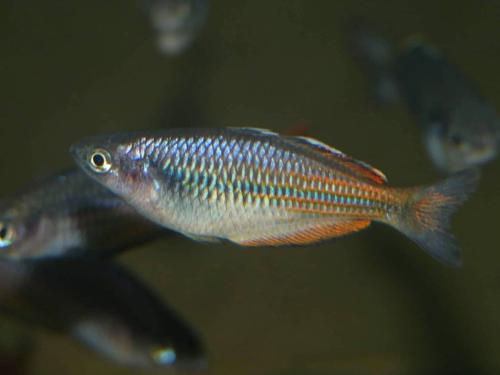 Melanotaenia sp. "Oneli"