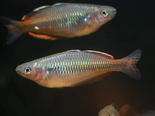 Melanotaenia sp. "Oneli"
