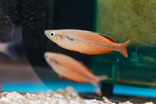 Melanotaenia susii
