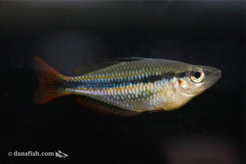 Melanotaenia trifasciata "Blyth River"